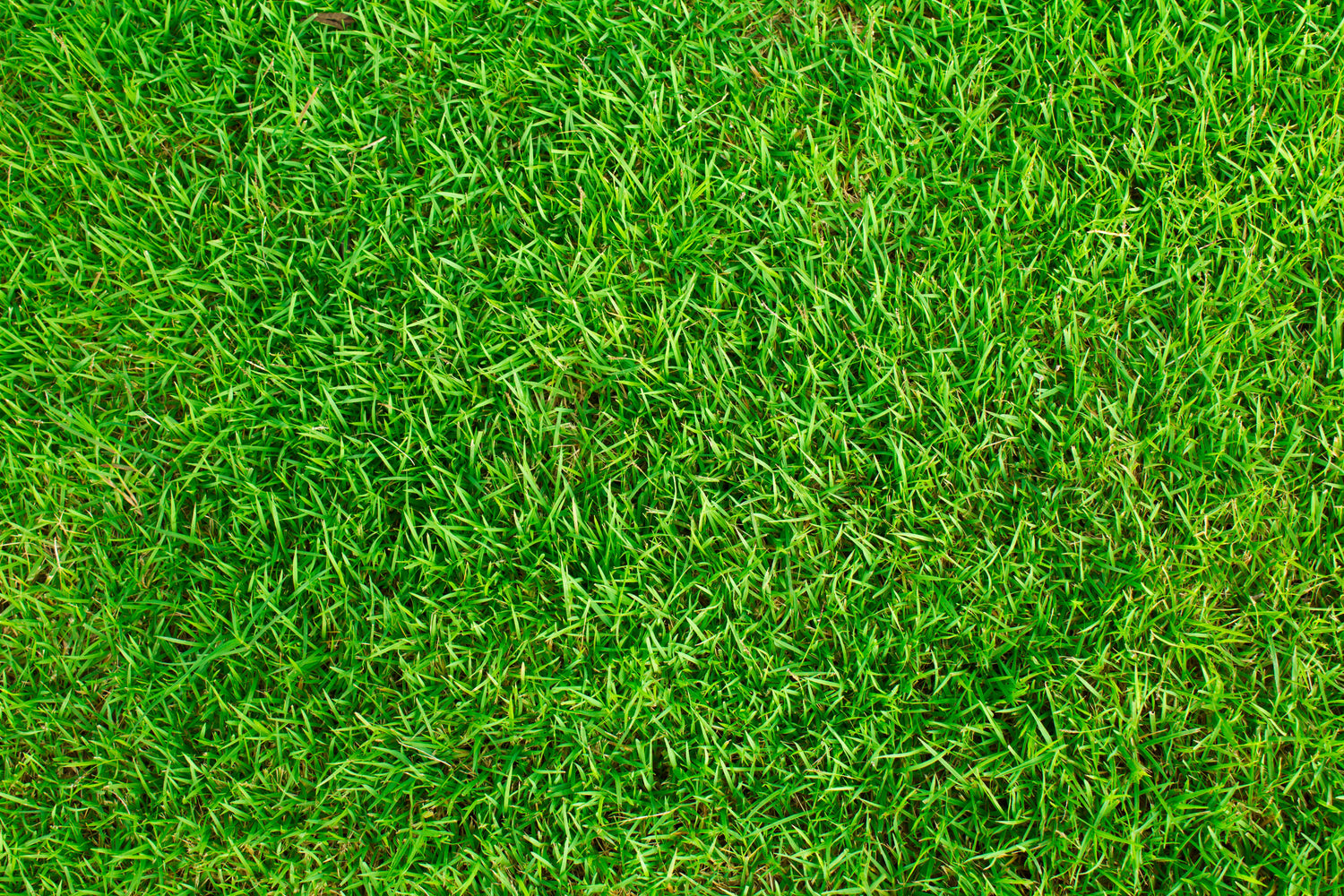 Pasto Sintético